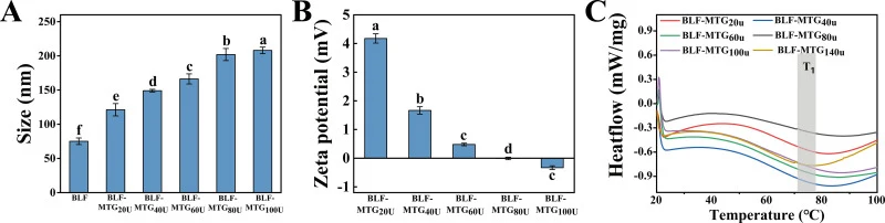 Characterization of rBLF complexes with varying MTGase concentrations. (A) Mean particle size; (B) Zeta potential; (C) Differential scanning calorimetry thermograms of rBLF-MTGase gels.