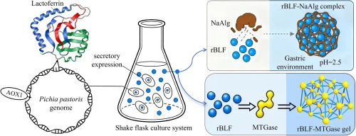Biosynthesis and functionalization of recombinant bovine lac