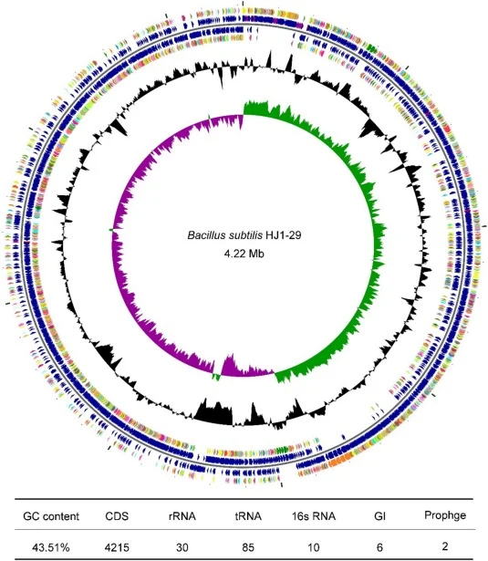 Genomic features of B. subtilis HJ1-29. Note, for the circular genome plot, from outside to inside: The first and fourth circles represent coding sequences (CDS) on the positive and negative strands, respectively, with different colors indicating distinct COG functional categories. The second and th