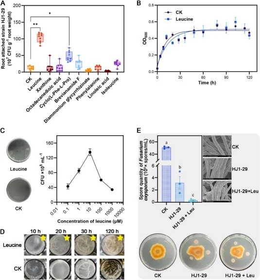 Validation of the prebiotic leucine in promoting B. subtilis HJ1-29 colonization and enhancing disease resistance. A, Colonization efficiency of strain HJ1-29 on tobacco roots under supplementation with different root exudate components. Treatments: CK (sterile water), leucine, xanthine, octadecaned