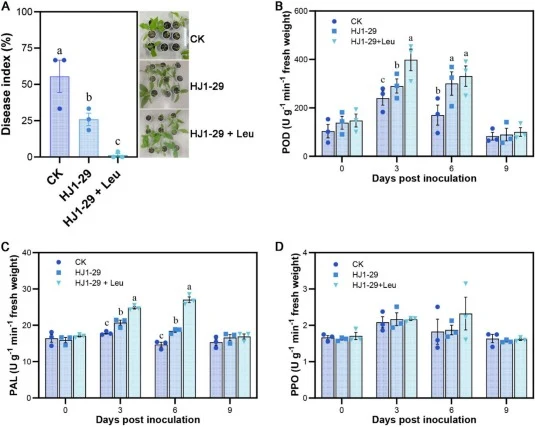 Validation of the biocontrol efficacy against Fusarium oxysporum by the combined application of strain HJ1-29 and leucine. A, The effect of different treatments on the disease index of tobacco root rot. Disease symptoms of tobacco plants under different treatments. Effects of different treatments on