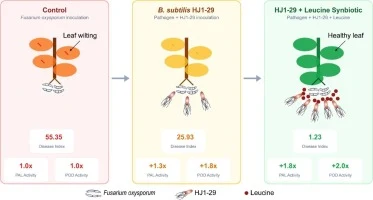 Root-secreted leucine is associated with the recruitment of