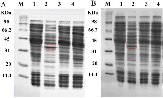 BL21 (DE3) 中 BsMenA 表达的 SDS-PAGE 分析。(A) 可溶性组分;(B) 全细胞裂解液。M,蛋白质分子量标记;泳道1:含空 pET28a(+) 的 BL21 (DE3);泳道2:BL21/pET28a-MenA;泳道3:含空 pET20b(+) 的 BL21 (DE3);泳道4:BL21/pET20b-MenA。蛋白质条带