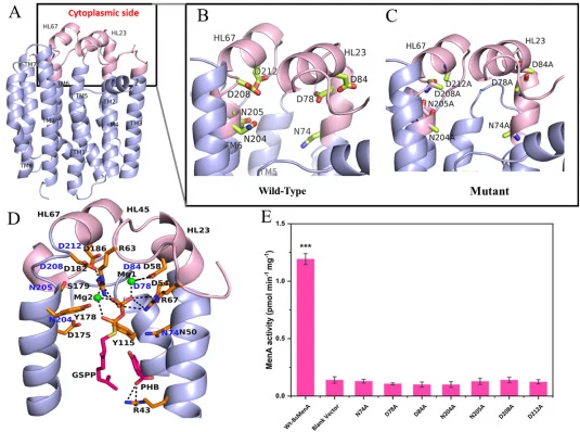Structural analysis and mutational characterization of BsMenA. (A) Predicted tertiary structure of BsMenA generated by homology modeling using ApUbiA from Aeropyrum pernix (PDB: 4OD4) as the structural template. Transmembrane helices are shown in light blue, and cytoplasmic helices are shown in pink