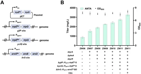 Construction of an ANTA microbial production chassis. (A) The plasmids and expression cassettes used for ANTA over-production; (B) ANTA titers produced by strains ZW06-ZW11 (ZW06: ZW00 carrying pET-lac-trpE fbr-trpG; ZW07 derived from ZW06 by deleting tyrA and pheA; ZW08 derived from ZW07 by deletin
