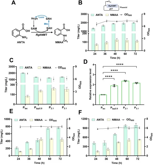 Extending ANTA biosynthetic pathway for NMAA production. (A) The bio-reaction of ANTA to NMAA catalyzed by N-methyltransferase; (B) NMAA titer produced by the strain ZW12 (carrying plasmid pET-lac-RgANMT); (C) NMAA titers produced by strains ZW25-ZW27 (ZW25 carrying pET-lpp2.0-RgANMT, ZW26 carrying