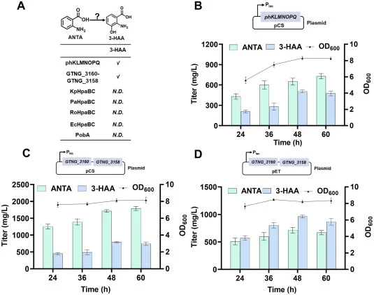 Extending ANTA biosynthetic pathway for 3-HAA production. (A) Screening of hydroxylase for 3-HAA production; √ indicates active; N.D. indicates not detected; (B) 3-HAA titer produced by strain ZW29 carrying plasmid pCS-lac-phKLMNOPQ; (C) 3-HAA titer produced by strain ZW35 carrying plasmid pCS-lac-G