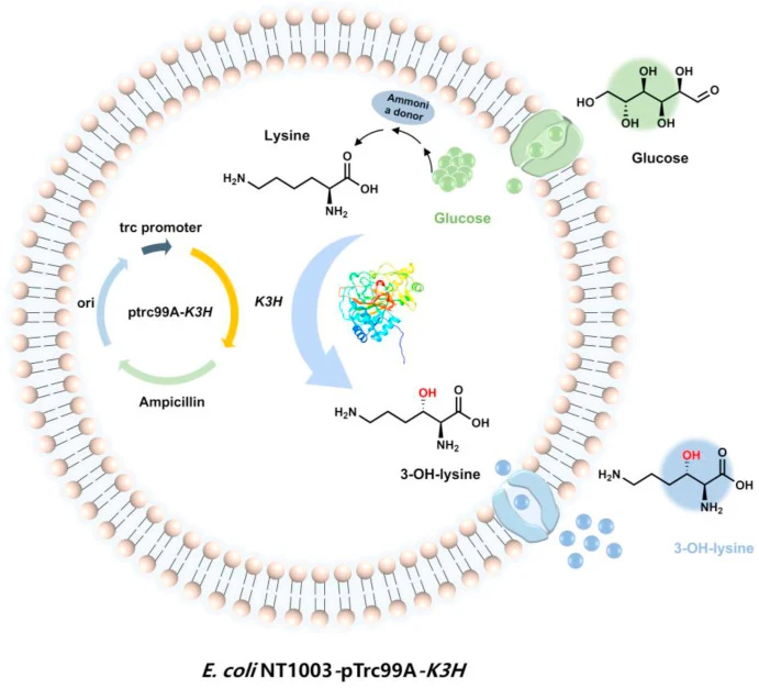 工程化大肠杆菌 NT1003-pTrc99A-K3H 中 3-OH-赖氨酸从头生物合成途径示意图。