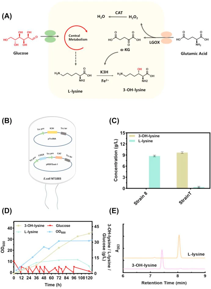 Cost-effective supply of α-KG via l-glutamate oxidation enables high-yield 3-OH-lysine production. (A) Schematic representation of the l-glutamate-driven α-KG supply pathway. (B) Construction of the dual-plasmid recombinant strain T. (C) 3-OH-lysine production by strain T vs. strain 8 control in the