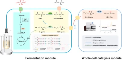 De novo biosynthesis of 1,5-diamino-2-hydroxypentane from gl