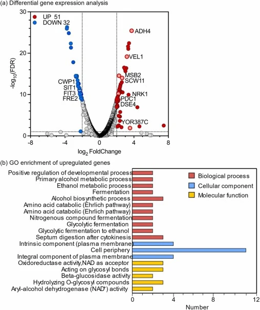 Transcriptome analysis of S. cerevisiae Z100 and S. cerevisiae X100. (a) Volcano plot showing differentially expressed genes between S. cerevisiae X100 and Z100. UP indicates upregulated genes (log2 FoldChange ≥2; FDR ≤0.05); DOWN indicates downregulated genes (log2 FoldChange ≤−2; FDR ≤0.05). (b) G