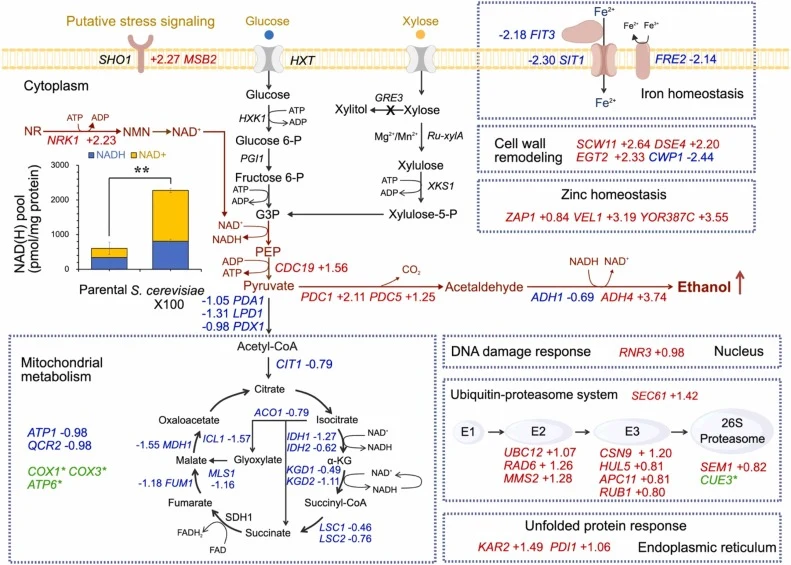 Overview of candidate transcriptional and genomic changes associated with the improved fermentation phenotype of S. cerevisiae X100. Red and blue gene names and the corresponding numbers indicate experimentally determined upregulation and downregulation of the respective genes, respectively, with th