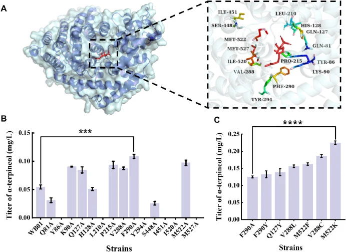 Modeling of truncated α-terpineol synthase from Vitis vinifera (tVvTS) and assessment of α-terpineol production in tVvTS mutants. (A) Molecular docking model of tVvTS with GPP, generated with PyMOL, highlighting amino acid residues within 4 Å of the ligand as identified by docking. (B) α-Terpineol p