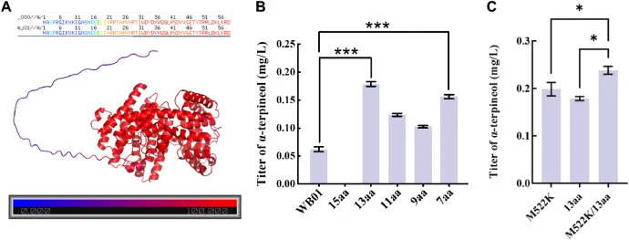 B-factor-based color-coded classification of tVvTS and α-terpineol production in tVvTS truncation and combined mutant strains. (A) B-factor-based color-coded classification of tVvTS. (B) α-Terpineol production in N-terminal gradient-truncated strains of tVvTS. (C) α-Terpineol production in tVvTS com