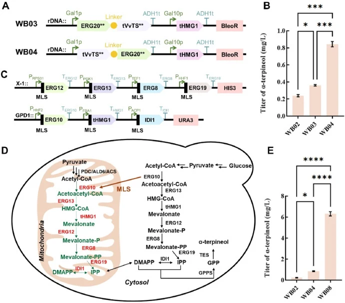 Enhanced α-terpineol synthesis through improved precursor supply via enzyme fusion and mitochondrial compartmentalization strategies. (A) Schematic of the key enzyme fusion strategy; the yellow sphere denotes the (GS)5 linker. ERG20∗∗ denotes the ERG20F96W/N127W mutant; tVvTS∗∗ denotes the tVvTSM522