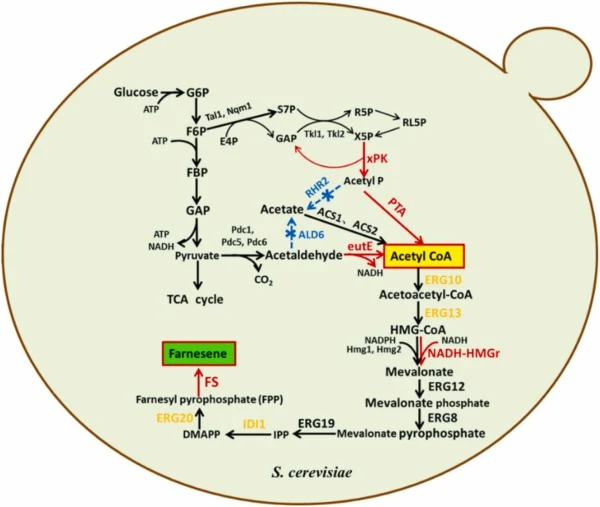 Synthetic pathway for β-farnesene in S. cerevisiae. The native metabolic network converts glucose to β-farnesene with addition of heterologous β-farnesene synthase (β-FS). Red arrows show heterologous enzymes highlighted in this work: xPK (X5P using phosphoketolase), PTA (phosphotransacetylase), ADA