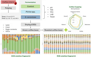 Modulation of Thai arabica coffee cupping profiles using Sac