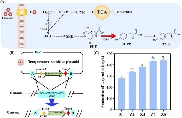 Effect of integrative expression of prephenate dehydrogenase on L-tyrosine biosynthesis. (A) Schematic diagram of modification targets. G6P, glucose 6-phosphate; PYR, pyruvate; PEP, phosphoenolpyruvate; E4P, erythrose 4-phosphate; DAHP, 3-deoxy-D-arabino-heptulosonate 7-phosphate; SHK, shikimate; PH