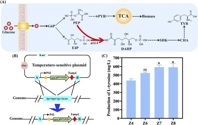 Effect of integrative expression of DAHP synthase on L-tyrosine biosynthesis. (A) Schematic diagram of modification targets. G6P, glucose 6-phosphate; PYR, pyruvate; PEP, phosphoenolpyruvate; E4P, erythrose 4-phosphate; DAHP, 3-deoxy-D-arabino-heptulosonate 7-phosphate; SHK, shikimate; TYR, L-tyrosi