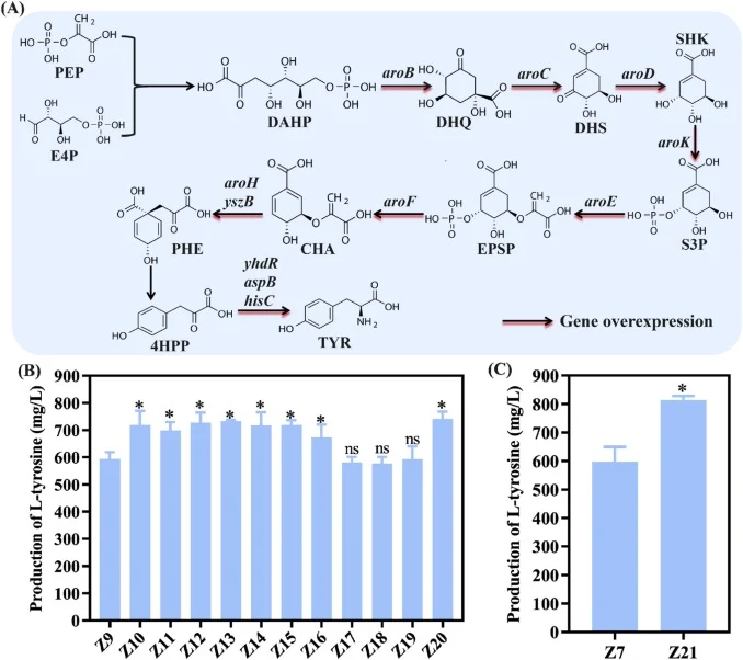 Effect of pathway reinforcement on L-tyrosine biosynthesis. (A) L-Tyrosine metabolic pathway in B. amyloliquefaciens. aroB, 3-dehydroquinate synthase; aroC, 3-dehydroquinate dehydratase; aroD, shikimate dehydrogenase; aroK, shikimate kinase; aroE, 3-phosphoshikimate 1-carboxyvinyltransferase; aroF,