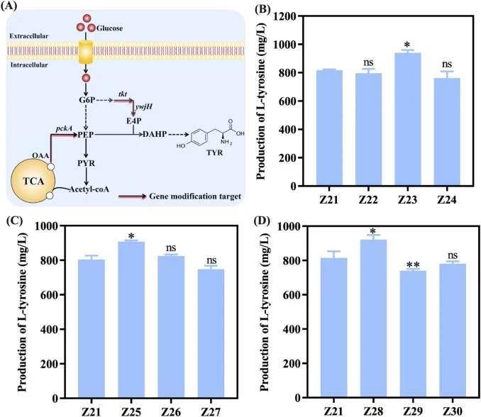 Effect of enhanced precursor supply on L-tyrosine biosynthesis. (A) Schematic diagram of genetic modification targets. G6P, Glucose 6-phosphate; OAA, oxaloacetate; tkt, transketolase; ywjH, transaldolase; pckA, phosphoenolpyruvate carboxykinase. (B) Effect of promoter replacement of pckA on L-tyrosi