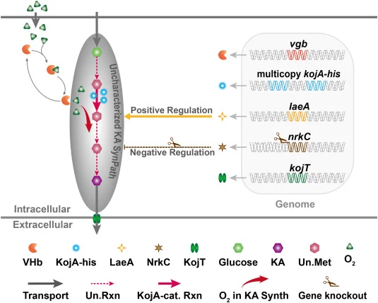 Combinatorial metabolic engineering strategy to enhance heterologous KA biosynthesis in A. niger. Abbreviations: Un.Met, uncharacterized metabolite; Un.Rxn, uncharacterized reaction; KojA-cat. Rxn, KojA-catalyzed reaction; O2 in KA Synth, molecular oxygen acting as the electron acceptor in kojic aci