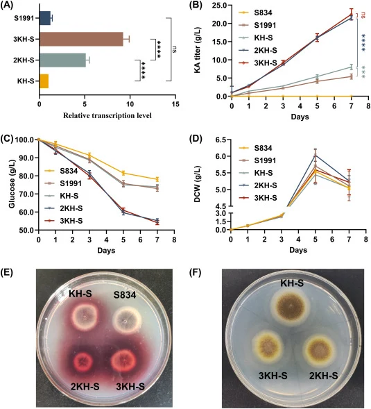 Effect of kojA-his gene copy number on KA production in engineered strains. S834 was the parental strain. S1991 (single-copy kojA without His-tag, constructed previously) was used as a reference strain. (A) Relative transcription levels of kojA-his in engineered strains KH-S (single copy), 2 KH-S (d