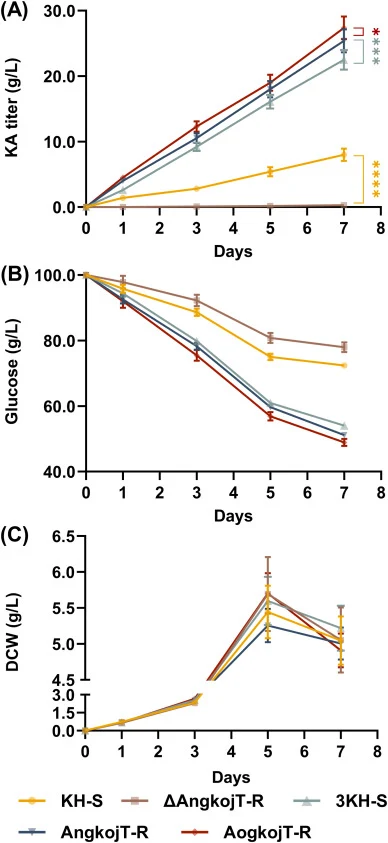 Functional validation and enhancement of KA export through transporter engineering in A. niger. AngkojT was deleted in the KH-S (1 × kojA-his) background to generate ΔAngkojT-R, and AngkojT or AokojT was overexpressed in the high-producing 3 KH-S (3 × kojA-his) background to generate AngkojT-R and A