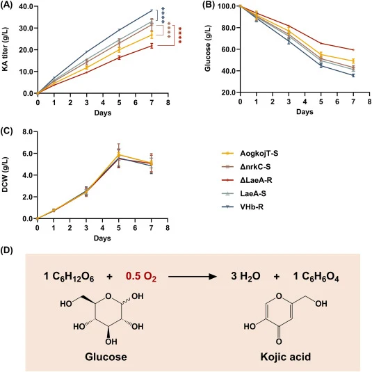 Sequential regulatory and oxygen-supply engineering further enhances KA production in A. niger. AogkojT-S (3 × kojA-his with AokojT overexpression) served as the parental strain. Deletion of nrkC generated ΔnrkC-S; subsequent laeA deletion and overexpression yielded ΔLaeA-R and LaeA-S, respectively;