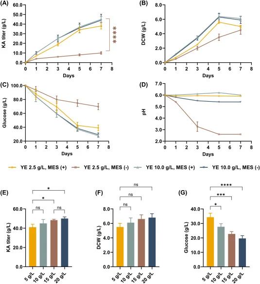 Effects of yeast extract (YE) concentration and buffering conditions on KA production by A. niger strain VHb-R. (A–D) KA titer, dry cell weight (DCW), residual glucose concentration, and pH during 7-day shake-flask fermentation under four conditions: YE 2.5 g/L, MES (+); YE 2.5 g/L, MES (−); YE 10.0