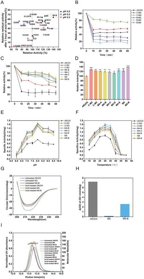 Biochemical characterization of AfUOX and its combined mutants. (A) Statistical analysis of the relative activities under untreated conditions and the relative residual activities after 1 h of acid treatment for AfUOX and its mutants. In the figure, triangles indicate acid treatment at pH 4.5 and ci