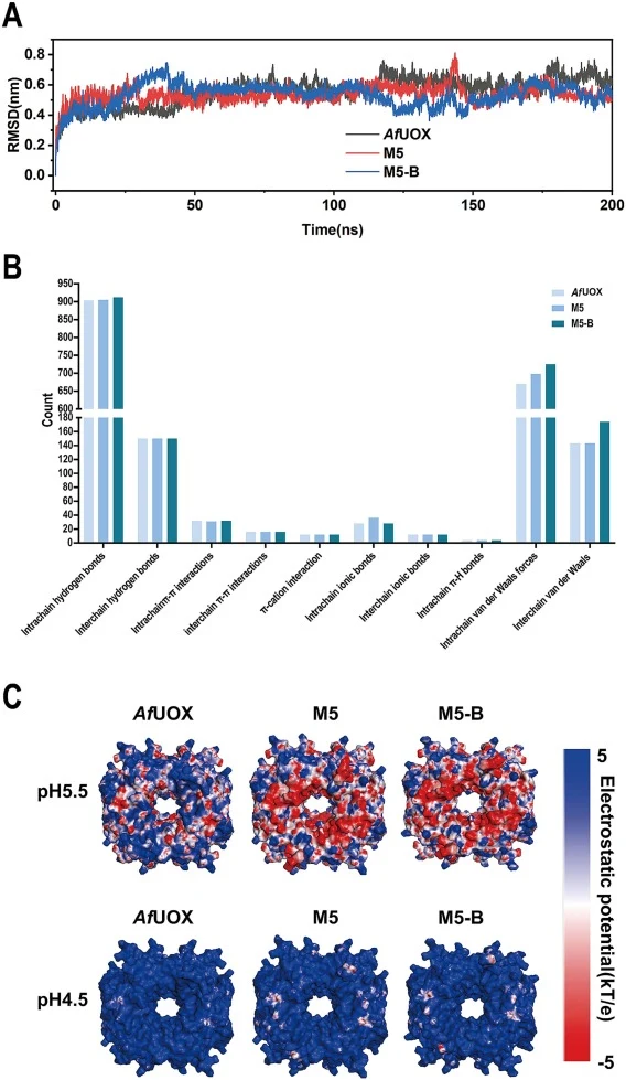 Structural dynamics, interaction network, and electrostatic properties of wild-type AfUOX and its acid-tolerant mutants (M5 and M5-B). (A) RMSD values of AfUOX, M5, and M5-B at 303.15 K and pH 4.5. (B) Residue interaction analysis of AfUOX, M5, and M5-B. (C) APBS-calculated molecular surface electro