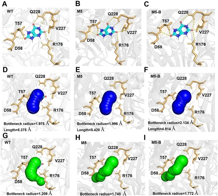Enzyme-substrate interaction analysis and substrate channel characterization of uricase AfUOX and its mutants. (A–C) Enzyme-substrate interaction analysis of (A) wild-type AfUOX, (B) M5 mutant, and (C) M5-B mutant. The substrate (uric acid) is displayed as a blue stick model. Amino acid residues inv