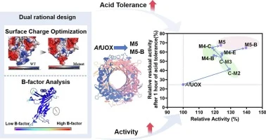 Optimizing acid stability and catalytic activity of Aspergil