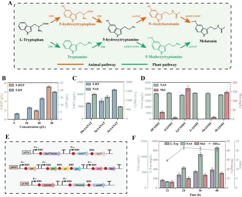 Screening and catalytic validation of pathway enzymes. (A) Comparison of the distinct melatonin biosynthetic pathways from tryptophan in animals and plants. (B) Production of 5‑HT from varying concentrations of 5‑HTP by PsmH after 10 h of reaction. (C) NAS production by AANATs in buffer containing 1