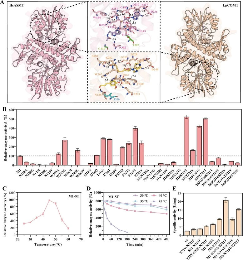 Engineering the substrate-binding pocket to enhance catalytic activity. (A) Structural alignment of the substrate-binding pockets of LpCOMT (PDB: 3P9I, shown in orange) and HsASMT (PDB: 4A6E, shown in pink). SAM and NAS are both depicted in orange. (B) Relative enzyme activities of mutations at posi