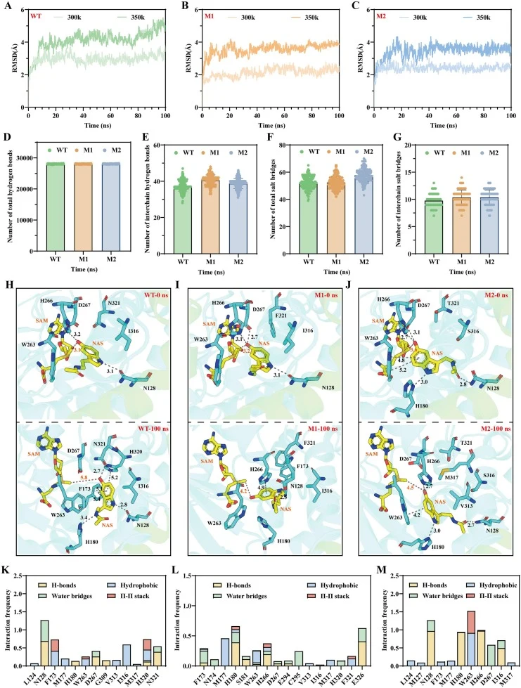 MD simulation analysis of LpCOMT and its mutants. Time evolution of backbone RMSD for WT (A), M1 (B), and M2 (C) at 300 K and 350 K. Total hydrogen bonds (D) and interchain hydrogen bonds (E) of each system during 300 K simulations. Total salt bridges (F) and interchain salt bridges (G) of each syst