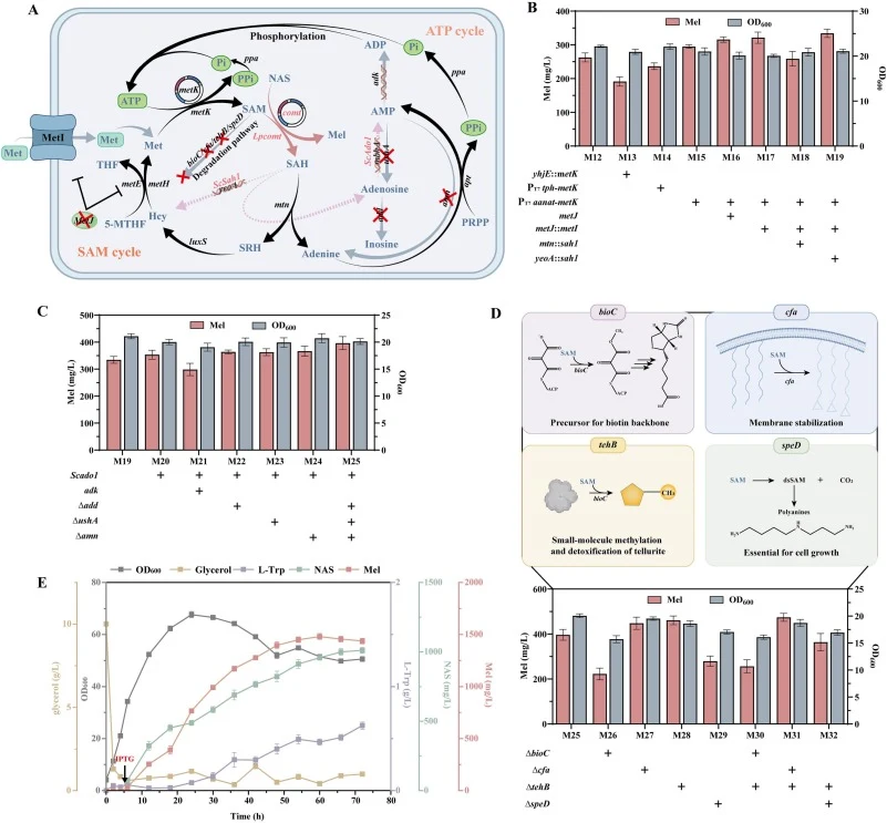 Systems-level reconstitution of the SAM‑ATP cofactor cycle and fed-batch fermentation at 5‑L scale. (A) Schematic diagram of recombinant SAM‑ATP cofactor cycle. Endogenous genes are shown in black, heterologous genes in pink, dashed arrows indicate the reaction steps of heterologous introduction, an