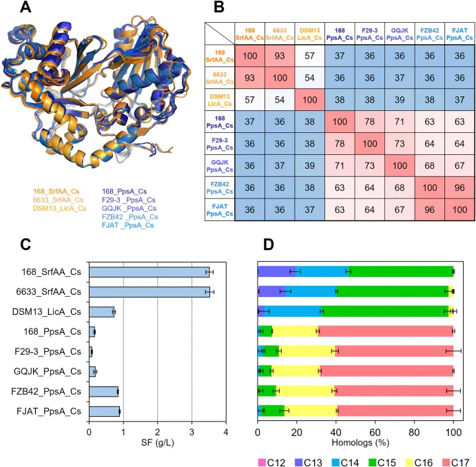 Functional divergence among Cs domains governs productivity and product specificity. (A) Structural alignment of representative Cs domains derived from SrfAA (orange) and PpsA (blue) based on ColabFold-predicted models. (B) Pairwise sequence identity matrix of Cs domains highlights distinct clusteri