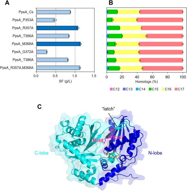 Local mutations in PpsA_Cs partially restore productivity without altering chain-length specificity (A) SF production levels of strains carrying alanine substitutions in PpsA_Cs. Dark blue bars indicate variants exhibiting markedly improved L-SF production. (B) Relative abundance of SF homologs with