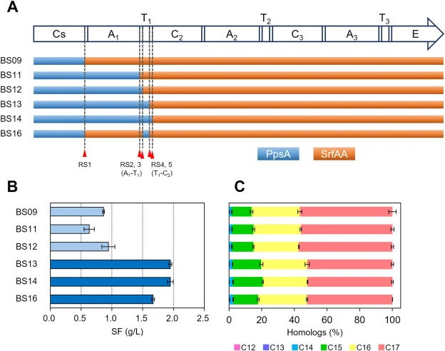Interdomain compatibility between Cs and T 1 domains governs L-SF production efficiency. (A) Schematic representation of chimeric NRPS constructs showing recombination at defined sites (RS1–RS5). Dashed lines indicate recombination sites used to generate the chimeric variants. These positions corres
