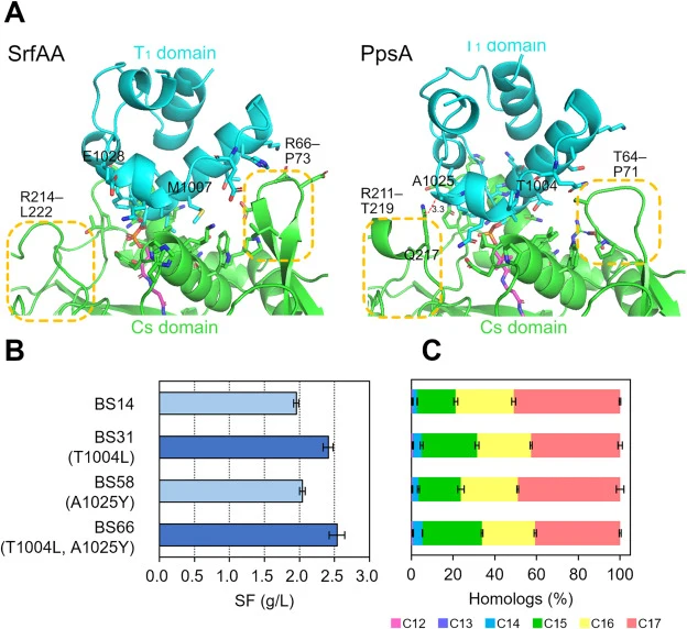Optimization of the Cs-T 1 interface enhances L-SF production. (A) Structural comparison of Cs-T1 interfaces in SrfAA and PpsA, highlighting key residues at the interdomain interface. (B) L-SF production levels of strains carrying substitutions in the T1 domain. Dark blue bars indicate variants exhi