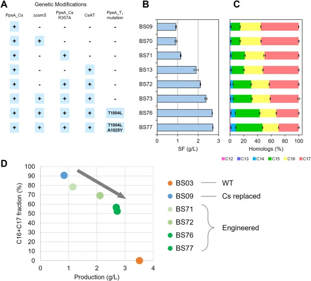 Combinatorial interface mutations improve productivity within a constrained trade-off landscape. (A) Schematic representation of genetic modifications in each strain. Each column indicates the presence (+) or absence (–) of specific modifications, including PpsA_Cs substitution, R357A mutation, repl