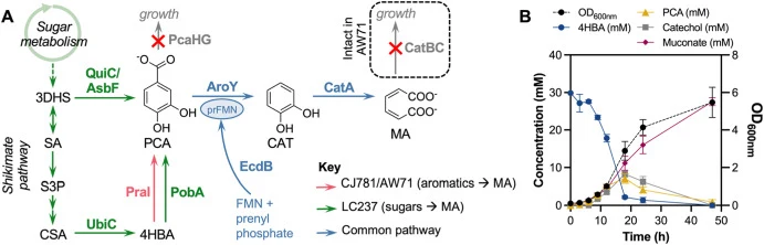 Muconate-producing strains of P. putida exhibit metabolic bottlenecks at PCA and catechol. (A) P. putida strains designed for muconate production from sugars convert PCA via AroY and CatA. Activity of the AroY decarboxylase requires a prenylated FMN cofactor (prFMN), supplied by the EcdB flavin pren