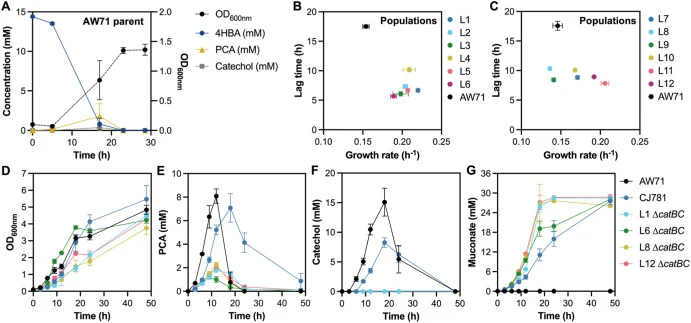 TALE alleviated bottlenecks at PCA and catechol, enabling improved muconate production from aromatic compounds. (A) The parent strain for evolution, AW71, accumulated PCA and catechol as intermediates when cultivated in M9 minimal medium with 15 mM 4HBA. (B,C) Evolved populations (lineage 1-6, L1-L6
