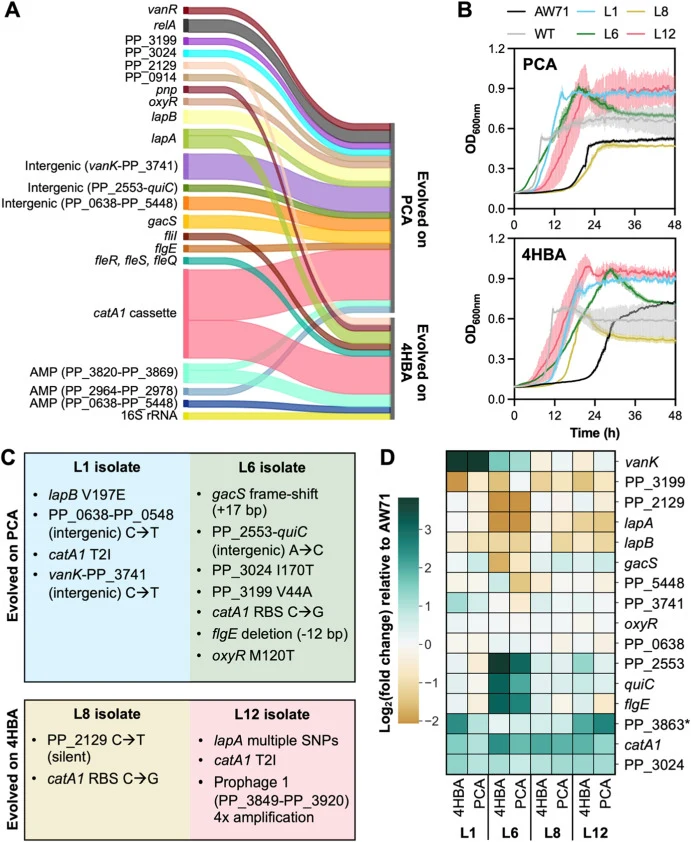 Mutation characteristics of evolved AW71 isolates. (A) Convergent mutations for all evolved isolates (L1-L12; Supplementary File 2). Line thickness corresponds to the number of times a mutation was observed. “Intergenic” indicates that a SNP was observed between the two indicated genes, and “AMP” re