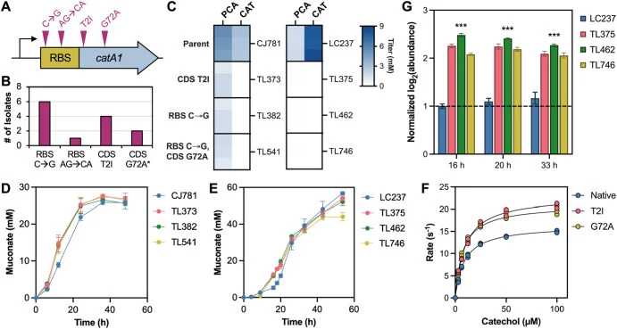Analysis of mutations to the catA1 cassette. (A) ALE-derived mutations to the catA1 cassette were observed in the RBS and the CDS. (B) Occurrence count for each catA1 mutation among all evolved isolates (L1-L12). *The G72A mutation was only observed in conjunction with the C→G mutation in the RBS. (