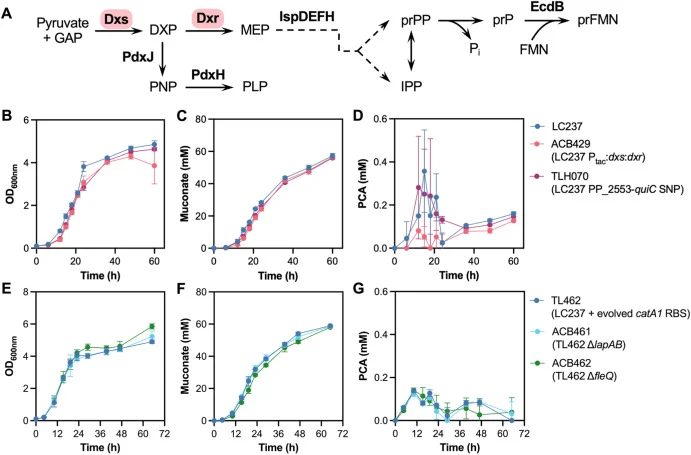 Evaluation of other ALE-derived mutations in P. putida LC237. (A) Generation of the AroY cofactor, prFMN. Enzymes in colored ovals were modified in strain ACB429. Variants of LC237 and TL462 harboring mutations derived from ALE were cultivated in shake flasks with minimal medium containing 25 g/L mo