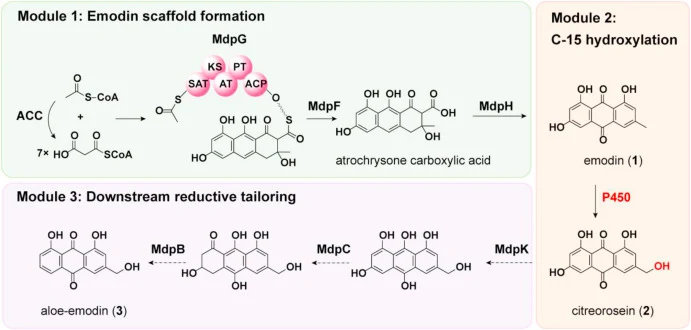 Engineering a modular microbial factory for the de novo biosynthesis of citreorosein (2) and aloe-emodin (3) in Aspergillus nidulans. Module 1 establishes the upstream emodin (1) platform by reconstructing a minimal mdp-derived polyketide pathway. Module 2 introduces a heterologous cytochrome P450 (