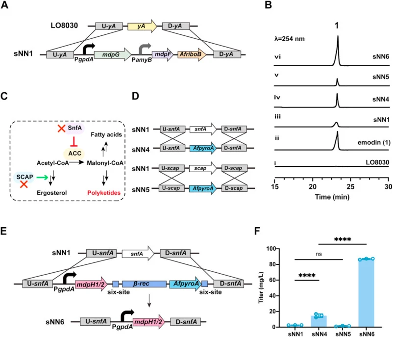Construction and optimization of the emodin-producing platform in Aspergillus nidulans. (A) Schematic illustration of integration of the minimal upstream mdp module (mdpG and mdpF) at the yA locus to generate strain sNN1. (B) HPLC chromatograms (254 nm) of metabolic extracts. (i) LO8030, (ii) emodin